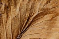 Kaboompics - Warm Tan Dried Leaf Macro with Natural Vein Texture