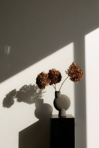 Kaboompics - Dried Hydrangea Still Life with Light and Shadow on a Neutral Wall