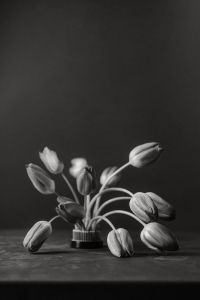 Kaboompics - Monochrome Drooping Tulips on Dark Textured Background, Editorial Still Life