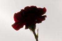 Kaboompics - Dark Red Flower Close-Up with Soft Backlight