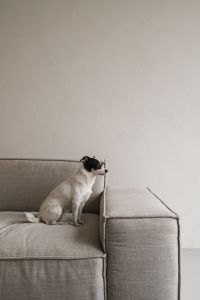 Kaboompics - Small Dog Sitting on Neutral Sofa – Fujifilm X100VI