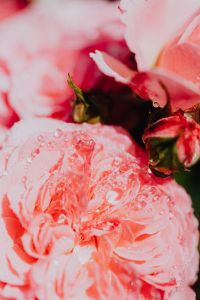 Kaboompics - Rose petals with water drops - flower