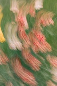 Kaboompics - Soft Coral and Pink Flower Clusters in Motion Blur
