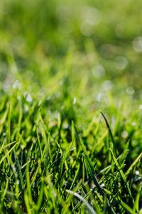 Kaboompics - Minimal Blurred Grass and Circular Bokeh in Light Green, Abstract Spring Background
