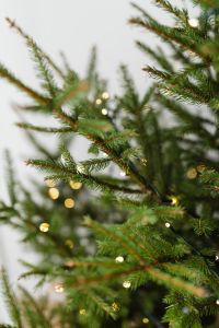Kaboompics - Christmas Tree Branches Decorated with Warm Lights