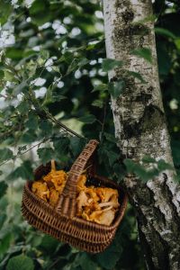 Kaboompics - Basket Of Chanterelle Mushrooms Beside Forest Tree