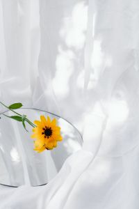 Kaboompics - Yellow Flower Lying Beside Its Reflection on a Mirror