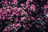 Kaboompics - Dense Pink Blossoms for Spring Floral Wallpaper