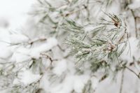 Kaboompics - Frost Covered Pine Twigs With Soft Forest Bokeh