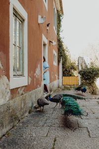 Kaboompics - Woman Feeding Peacocks in a Belem Garden Courtyard