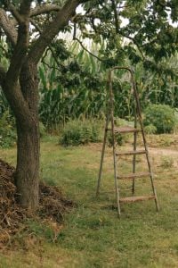 Organic Countryside Garden Photography with Fresh Vegetables, Corn, Plums, Herbs and Marigold Flowers