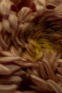 Kaboompics - Cream Chrysanthemum Macro Flower Center