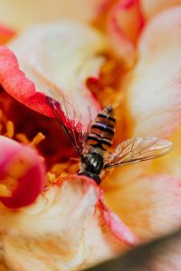 Kaboompics - Vespidae - wasp on rose flower