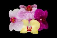Kaboompics - Pink Speckled Orchid Flower Isolated On Black Background
