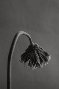 Kaboompics - Black and White Drooping Flower Study
