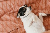 Kaboompics - Relaxed Small Dog Lying on Its Back with Paws Up, Cozy Pet Portrait for Social Media