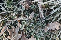 Kaboompics - Frost covered grass in the morning