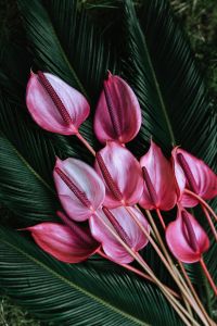 Kaboompics - Upright Pink Anthurium Flowers Framed by Palm Fronds