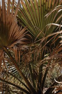 Kaboompics - Dense Fan Palm Foliage with Brown Leaf Strands