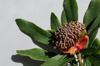 Kaboompics - Protea and Green Leaves Casting Shadows on White