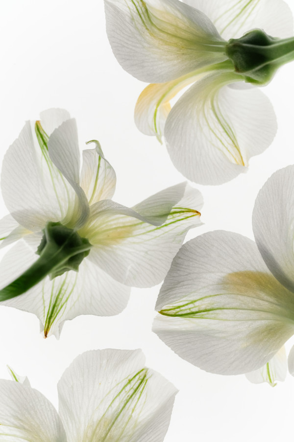 Single White Flower Stem Minimal. Ideal for backlight and backlit ...