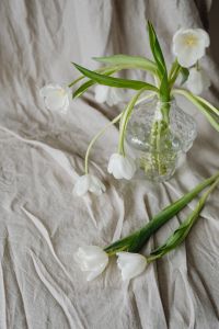 Kaboompics - White Tulips and Loose Stems Around a Clear Vase on Wrinkled Beige Linen