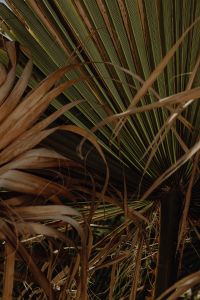 Kaboompics - Close-Up of Fan Palm Leaf Ribs and Dried Stems
