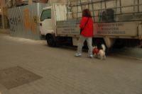 Kaboompics - Woman in Red Walking a Small Dog Past a Parked Work Truck