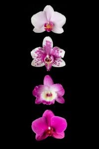 Colorful Orchid Macro Photography on Black Background