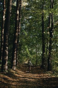 Kaboompics - Forest Path Between Tall Trees