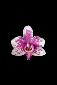 Kaboompics - Single Spotted Orchid Flower Isolated On Black Background