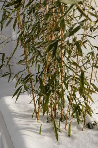 Kaboompics - Bamboo Growing Through Fresh Snow
