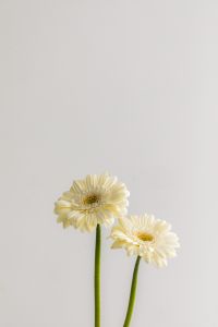 Kaboompics - Two White Gerberas on Green Stems