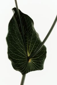 Kaboompics - Dark Green Leaf Backlit With Visible Veins Minimal Composition