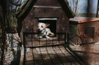 Kaboompics - White Farm Dog Sitting in a Wooden Kennel
