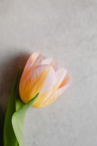Kaboompics - Single Pastel Tulip Bud Against Gray Texture for Minimal Spring Copy Space