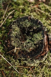 Kaboompics - Tan Mushrooms Growing From a Moss-Covered Tree Stump