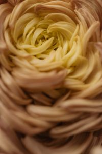 Kaboompics - Cream and Yellow Chrysanthemum Macro Close-Up