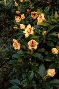 Kaboompics - Yellow Trumpet Flowers in Garden