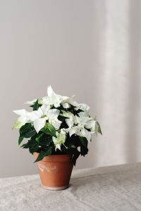 Kaboompics - White Poinsettia Plant in Neutral Christmas Interior