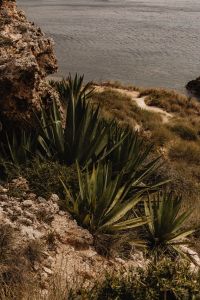 Kaboompics - Spiky Coastal Succulents Overlooking a Sandy Bay