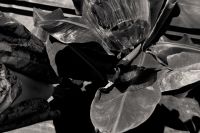 Kaboompics - Black and White Leaf Texture Background with Retro Analog Grain