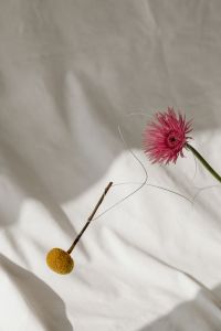 Kaboompics - Abstract Flower Arrangement against a Light Textile Background