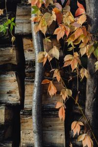 Kaboompics - Golden Leaves Hanging in Front of a Rustic Wood Background