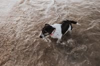 Kaboompics - Dog in the water