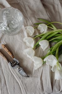 Kaboompics - Vertical Flat Lay of White Tulips, Pruning Shears and Textured Glass Vase
