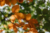 Kaboompics - Orange Autumn Leaves on a Branch With Blurred Forest