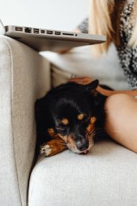 Kaboompics - Small Dog Resting Under a Student's Laptop on an Armchair at Home