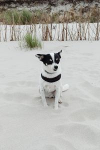 Kaboompics - Black and White Mixed-Breed Dog Sitting on Sandy Beach with Dune Plants, Front View