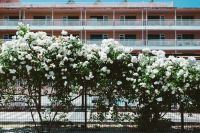 Kaboompics - Roses of Bulgaria